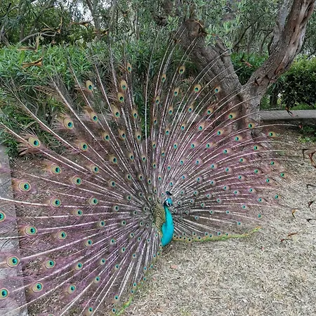 In With Seaview, Terrace, Air Condition, Wifi Appartamento Mali Lošinj